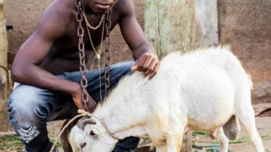 Ay Poyoo – Goat(Official Video)